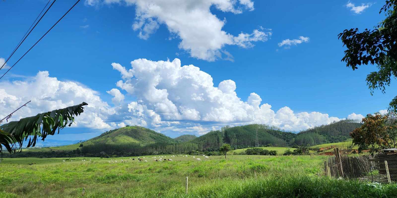 Cattle grazing in a wide green pasture below wooded hills, under a blue sky with large white clouds